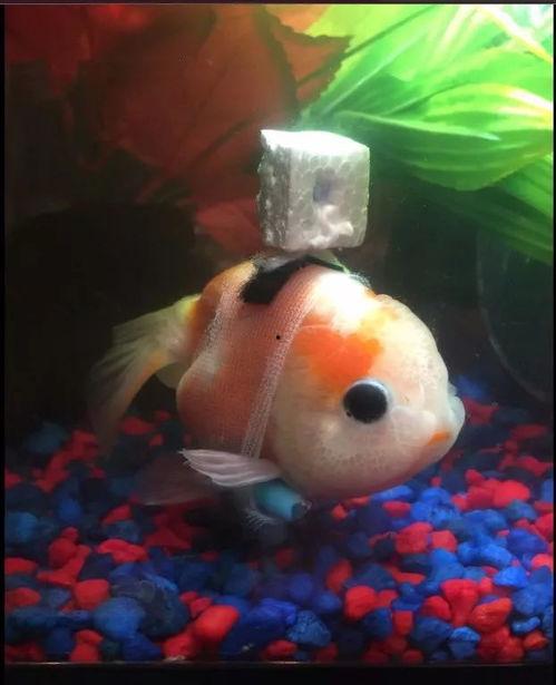 咸鱼最新金鱼爆料,揭秘金鱼界的神秘力量 第1张 咸鱼最新金鱼爆料,揭秘金鱼界的神秘力量 第1张